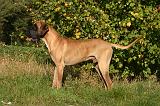 DOGUE ALLEMAND 864